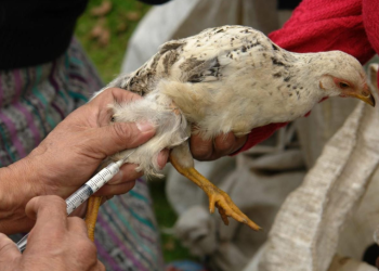 La vigilancia temprana es clave para evitar la propagación de brotes. / Foto: MAGA