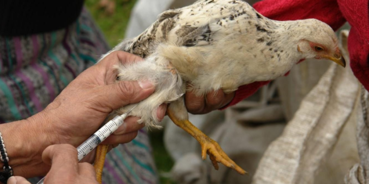 La vigilancia temprana es clave para evitar la propagación de brotes. / Foto: MAGA