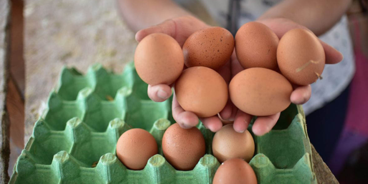 Estas acciones integrales reflejan el esfuerzo del MAGA por mantener un sector avícola sólido, competitivo y libre de enfermedades. / Foto: MAGA.