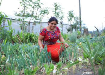 Crédito Tob´anik, una iniciativa que tiene como objetivo brindar apoyo financiero a pequeños y medianos productores, / Foto: MAGA