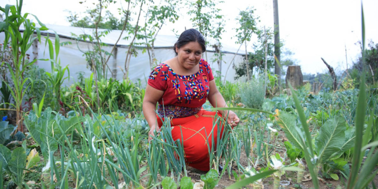 Crédito Tob´anik, una iniciativa que tiene como objetivo brindar apoyo financiero a pequeños y medianos productores, / Foto: MAGA