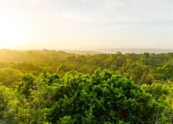 En Guatemala, los bosques tropicales se desarrollan principalmente en regiones de clima cálido y húmedo. (Foto: Conap)