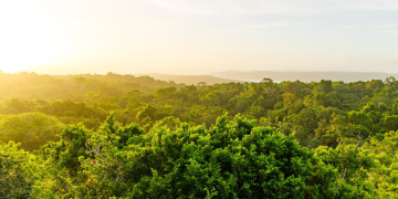 En Guatemala, los bosques tropicales se desarrollan principalmente en regiones de clima cálido y húmedo. (Foto: Conap)