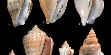 MAGA establece veda de pesca de caracol en el litoral Atlántico