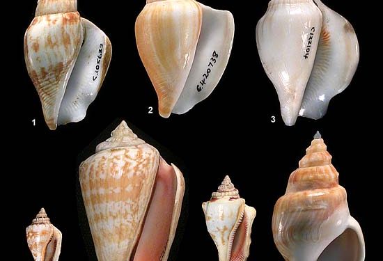 MAGA establece veda de pesca de caracol en el litoral Atlántico