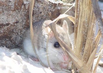 Estudio chino identifica diferencias biológicas entre sexos en la respuesta al estrés