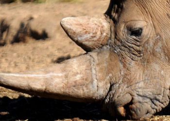El descuerne de rinocerontes hace caer la caza furtiva casi el 80 %