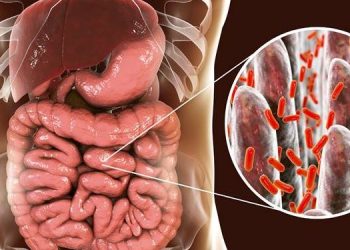 Identifican una nueva fuente de antibióticos naturales dentro de las proteínas