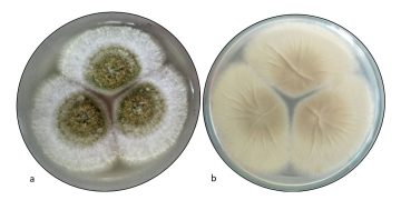 El hongo tóxico de la maldición de Tutankamón, un potente fármaco contra el cáncer