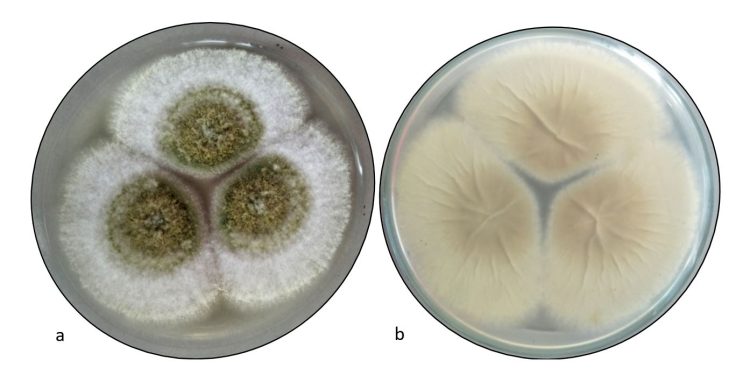 El hongo tóxico de la maldición de Tutankamón, un potente fármaco contra el cáncer