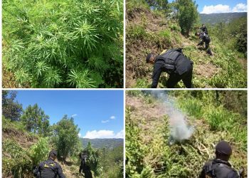 Erradican plantación de marihuana. / Foto: X @FJimenezmingob.