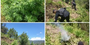 Erradican plantación de marihuana. / Foto: X @FJimenezmingob.