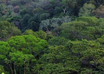 Conmemoraciòn del dìa mundial del àrbol. / Foto: Conap