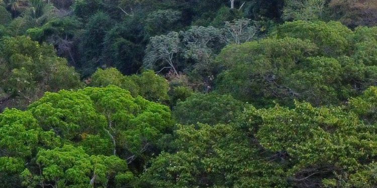 Conmemoraciòn del dìa mundial del àrbol. / Foto: Conap