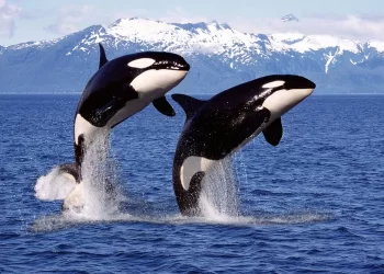 Las orcas fabrican ‘herramientas’ con algas para rascarse unas a otras