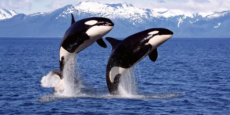Las orcas fabrican ‘herramientas’ con algas para rascarse unas a otras