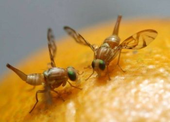 Moscas de la fruta utilizadas para experimento sobre adicciones. / Foto: Tecnología Hortícola.