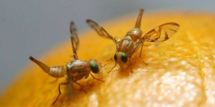 Moscas de la fruta utilizadas para experimento sobre adicciones. / Foto: Tecnología Hortícola.