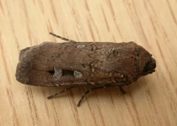 Polillas bogong usan las constelaciones y la Vía Láctea para guiarse