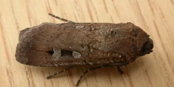 Polillas bogong usan las constelaciones y la Vía Láctea para guiarse