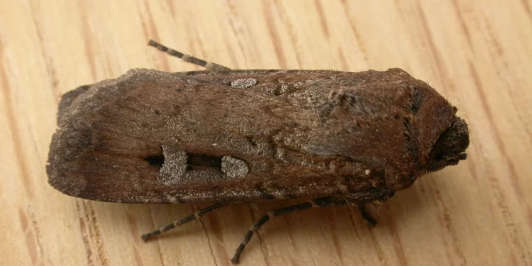 Polillas bogong usan las constelaciones y la Vía Láctea para guiarse