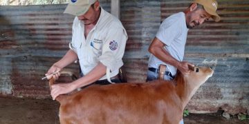 MAGA lleva a cabo acciones a favor del sector lechero. / Foto: MAGA.
