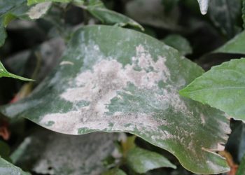 MAGA comparte recomendaciones ante la caída de ceniza del volcán de Fuego y la caída de ceniza. (Foto: MAGA)