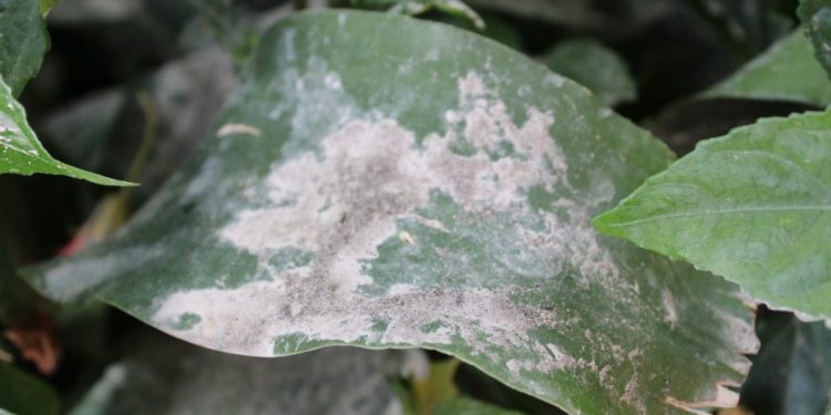 MAGA comparte recomendaciones ante la caída de ceniza del volcán de Fuego y la caída de ceniza. (Foto: MAGA)