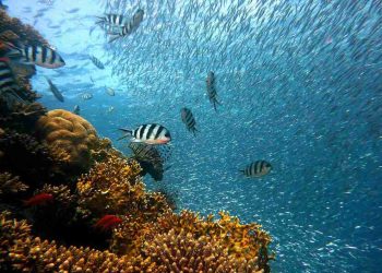 Ecuador busca que se declare reserva de la biosfera al área marina Hermandad (Galápagos)