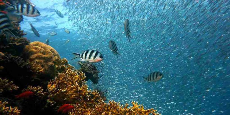 Ecuador busca que se declare reserva de la biosfera al área marina Hermandad (Galápagos)