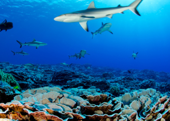 Río de Janeiro será la sede de la Conferencia de la Década del Océano en 2027