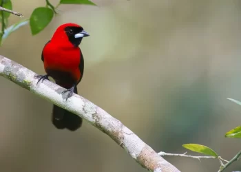 Investigadores descubren en estado amazónico especie de ave número 1,426 en Venezuela