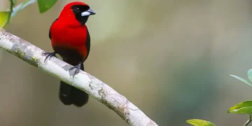 Investigadores descubren en estado amazónico especie de ave número 1,426 en Venezuela