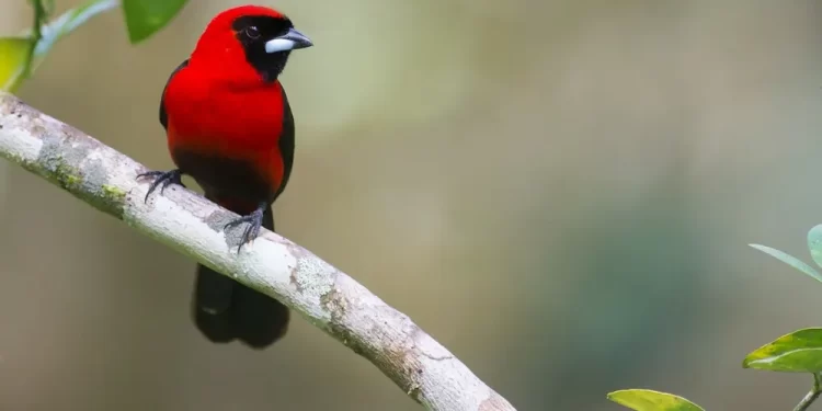 Investigadores descubren en estado amazónico especie de ave número 1,426 en Venezuela