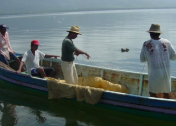 La veda de pesca de Mero de Nassau regirá por tres meses entre diciembre de 2025 y marzo de 2026.