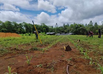 Con este tipo de iniciativas, el MAGA reafirma su compromiso con el bienestar de la población. / Foto: MAGA