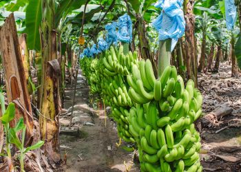 La plataforma ayudará a mejorar el monitoreo de cultivos de banano y plátano. / Foto: MAGA.