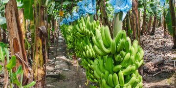 La plataforma ayudará a mejorar el monitoreo de cultivos de banano y plátano. / Foto: MAGA.