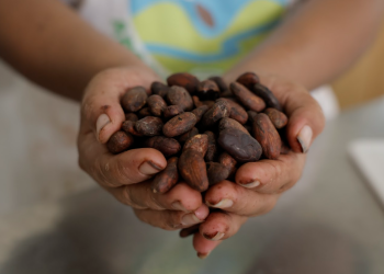 Cacao cosechado y tratado en Guatemala. / Foto: Alex Jacinto.