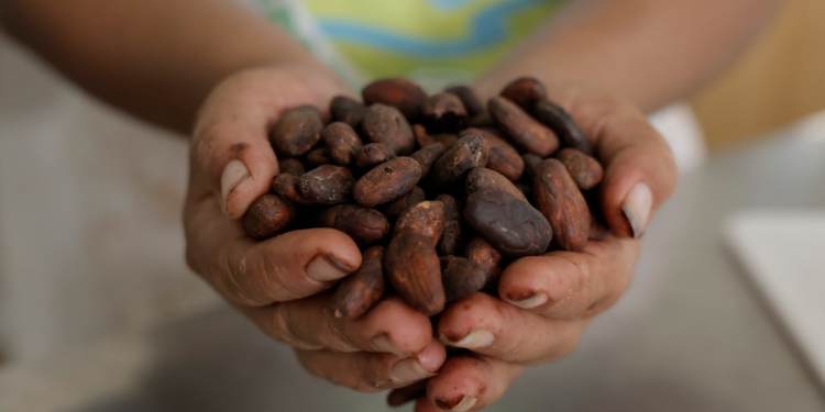 Cacao cosechado y tratado en Guatemala. / Foto: Alex Jacinto.