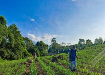 Mesa Técnica Agroclimática contribuye a una agricultura sostenible en Santa Rosa