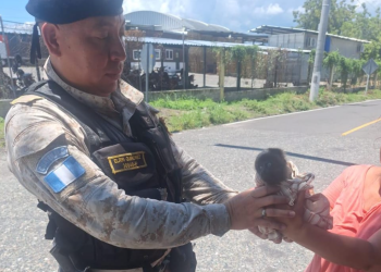 Conap resguarda a cría de mono aullador. / Foto: PNC.