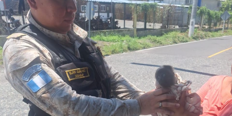 Conap resguarda a cría de mono aullador. / Foto: PNC.