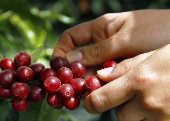 Los aranceles de Trump hace que los precios del café en se disparen en EE. UU.