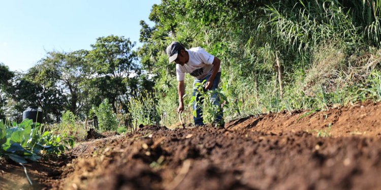 El impulso de estas prácticas por parte del MAGA responde a una estrategia más amplia para fortalecer la resiliencia del sistema agroalimentario nacional. / Foto: MAGA