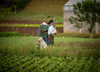 Crédito Tob'anik se orienta a pequeños y medianos productores. / Foto: Alvaro Interiano.