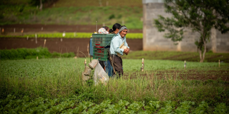 Crédito Tob'anik se orienta a pequeños y medianos productores. / Foto: Alvaro Interiano.