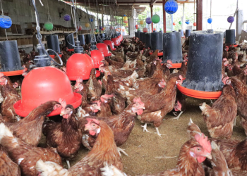 La vigilancia, que incluyó muestreo activo y pasivo, se extendió a unidades de producción avícola. / Foto: MAGA