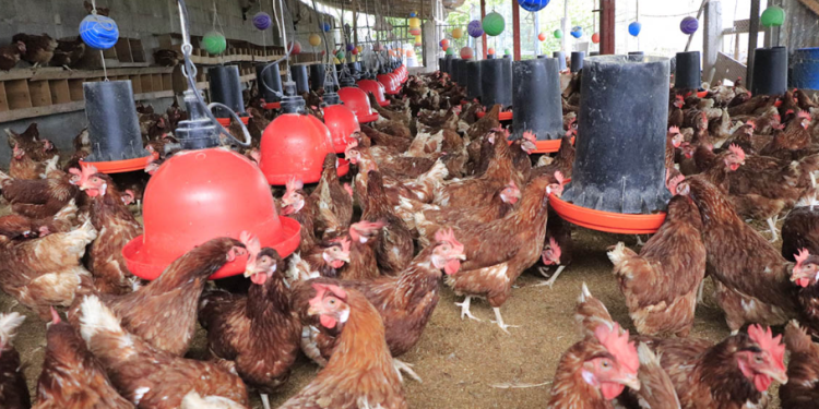 La vigilancia, que incluyó muestreo activo y pasivo, se extendió a unidades de producción avícola. / Foto: MAGA