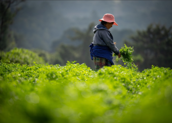 El programa Crédito Tob’anik representa una oportunidad significativa para los productores. / Foto: Álvaro Interiano.